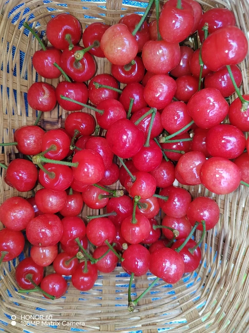 樱桃🍒熟了！