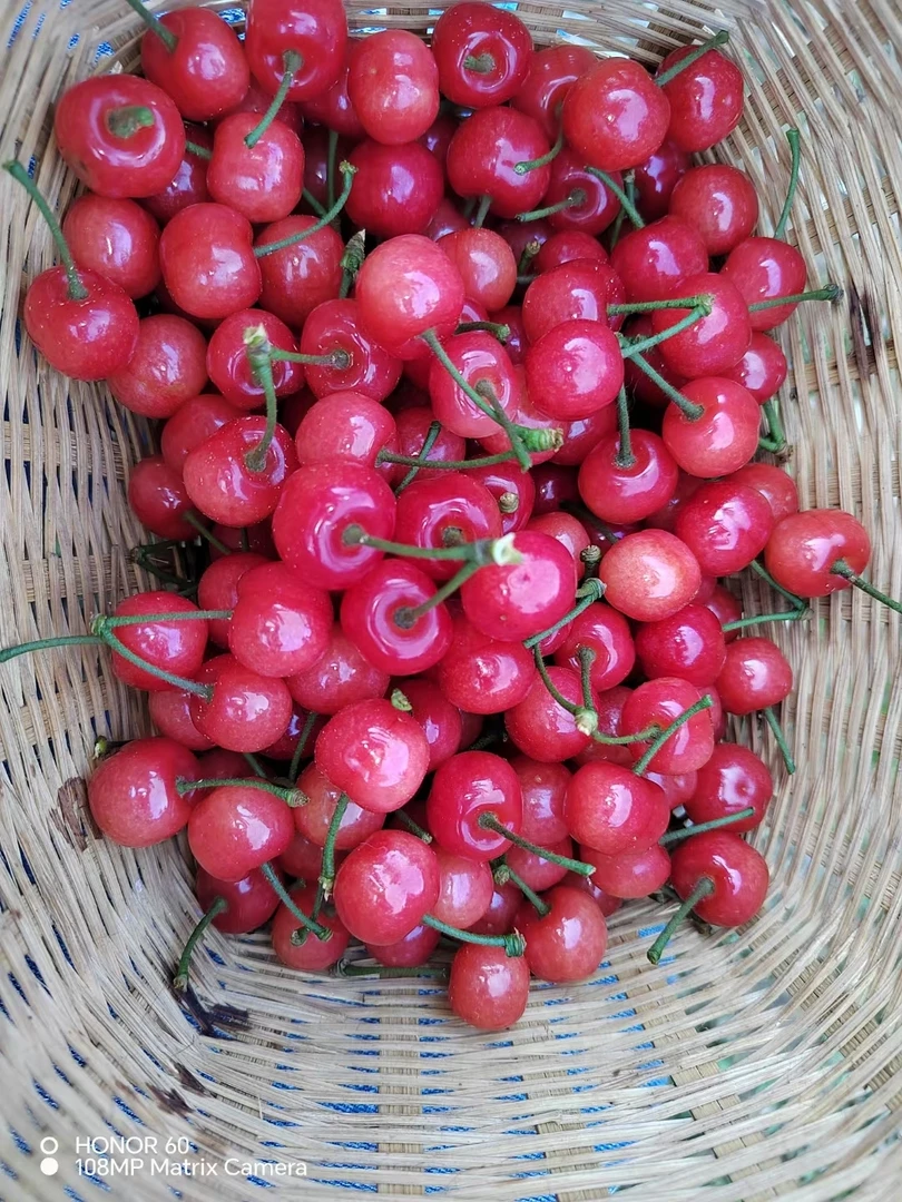 樱桃🍒熟了！