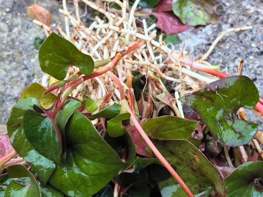 这个时节，回农村老家一趟，是什么感觉？