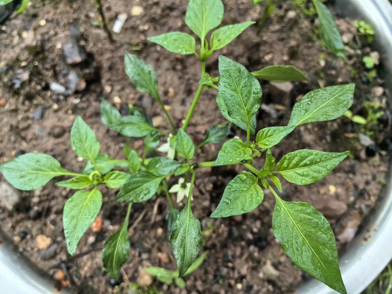 在云阳栽种蔬菜瓜果中的一点小思考~~