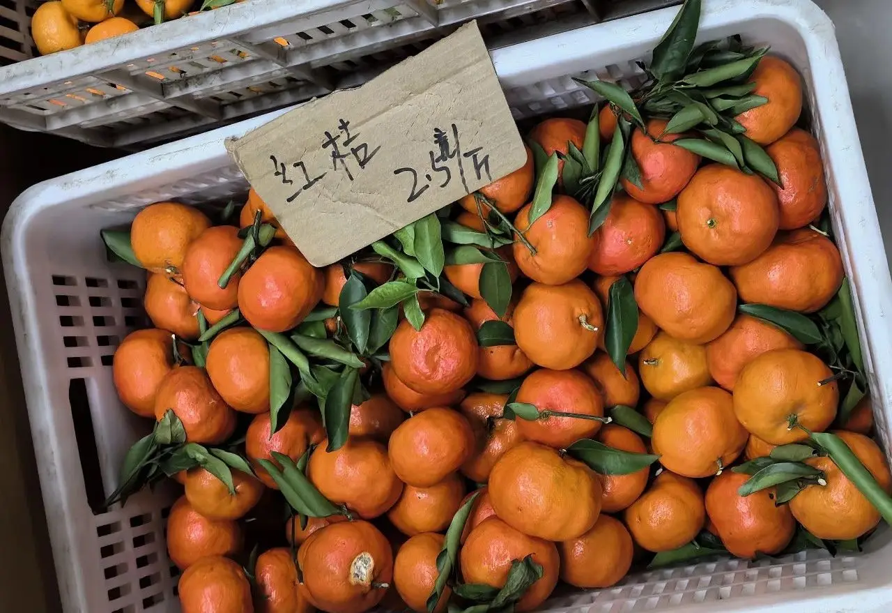云阳人的乡愁，家乡的“土橘子”又熟了~~