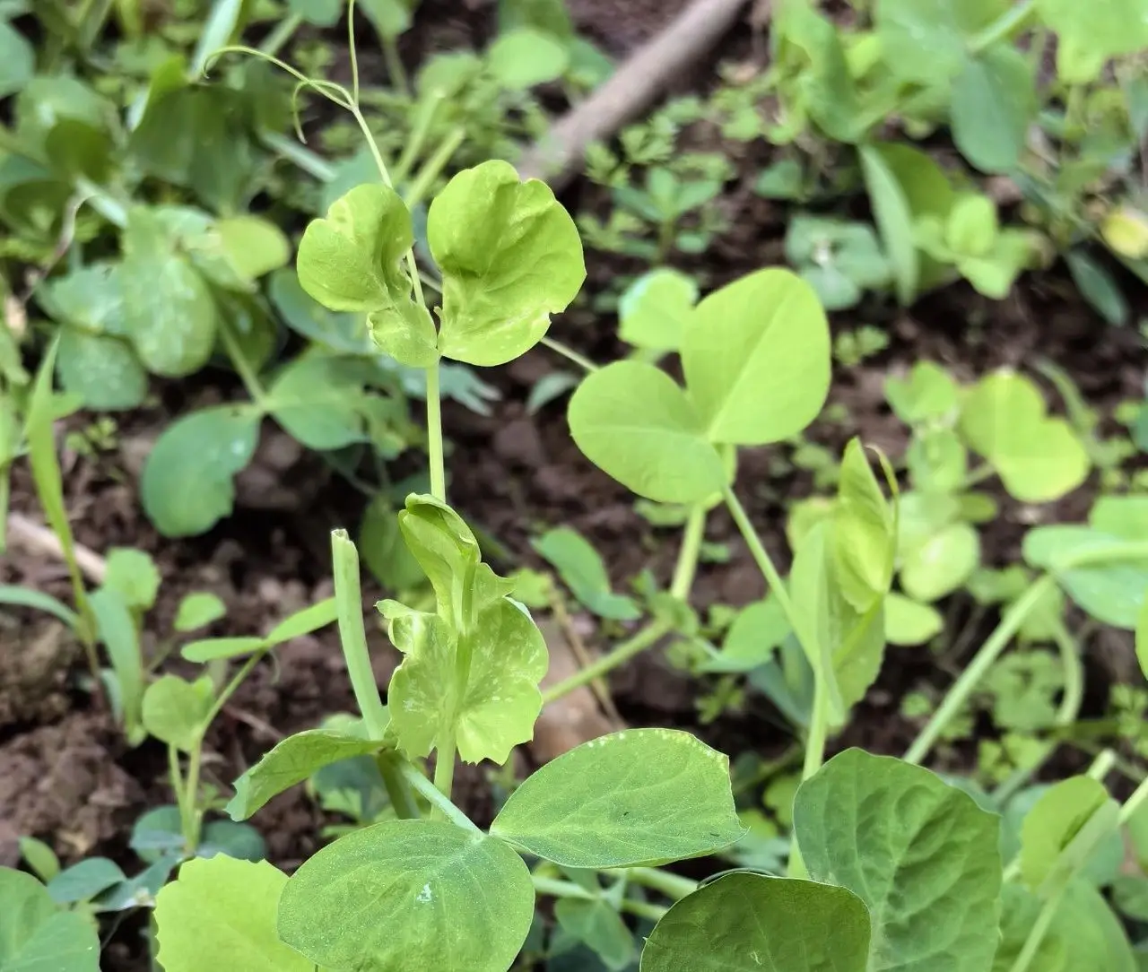 云阳人的乡愁：豌豆颠！