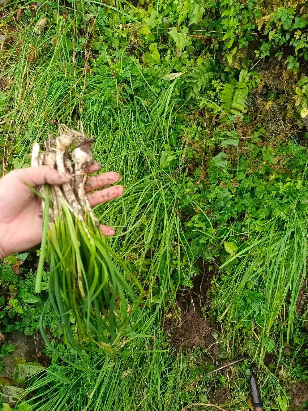 云阳有地方已经开始杀年猪啦！生活就得这样有“盼头”！