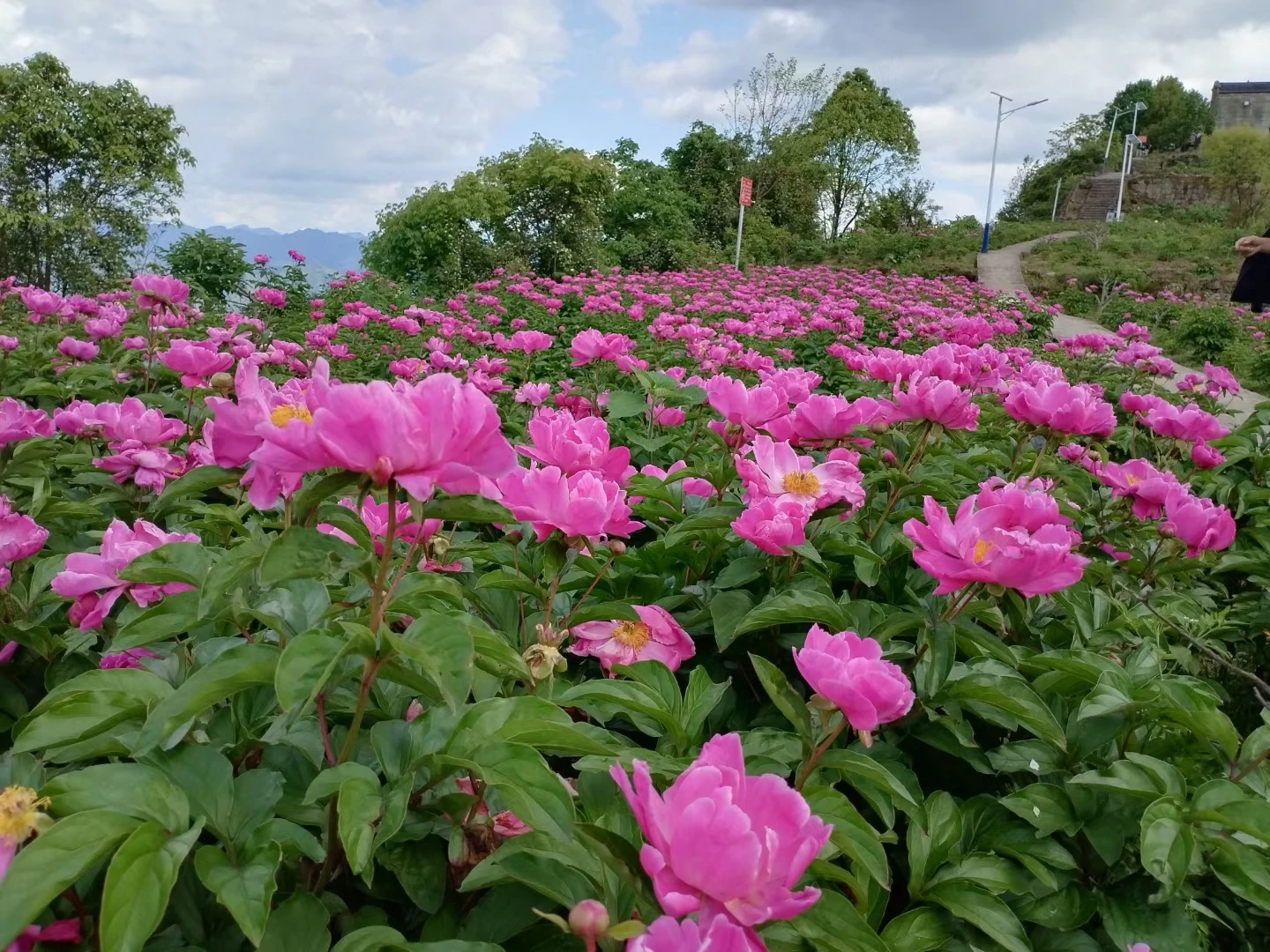 云阳南溪祖师观的芍药花