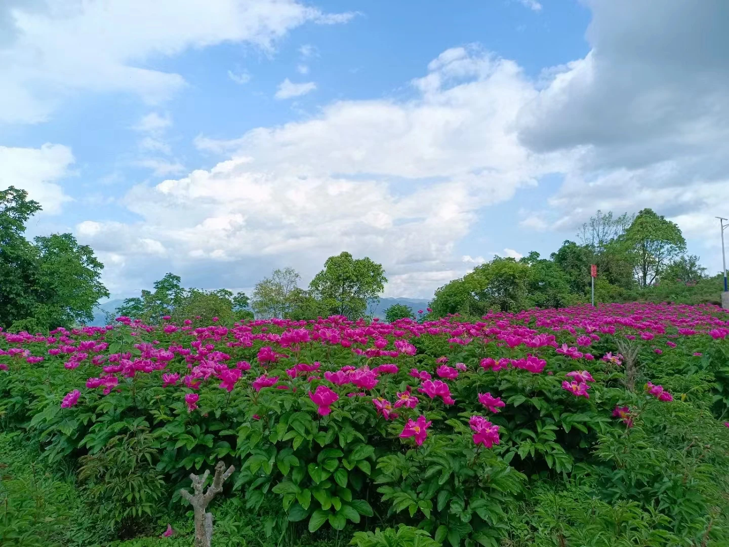 云阳南溪祖师观的芍药