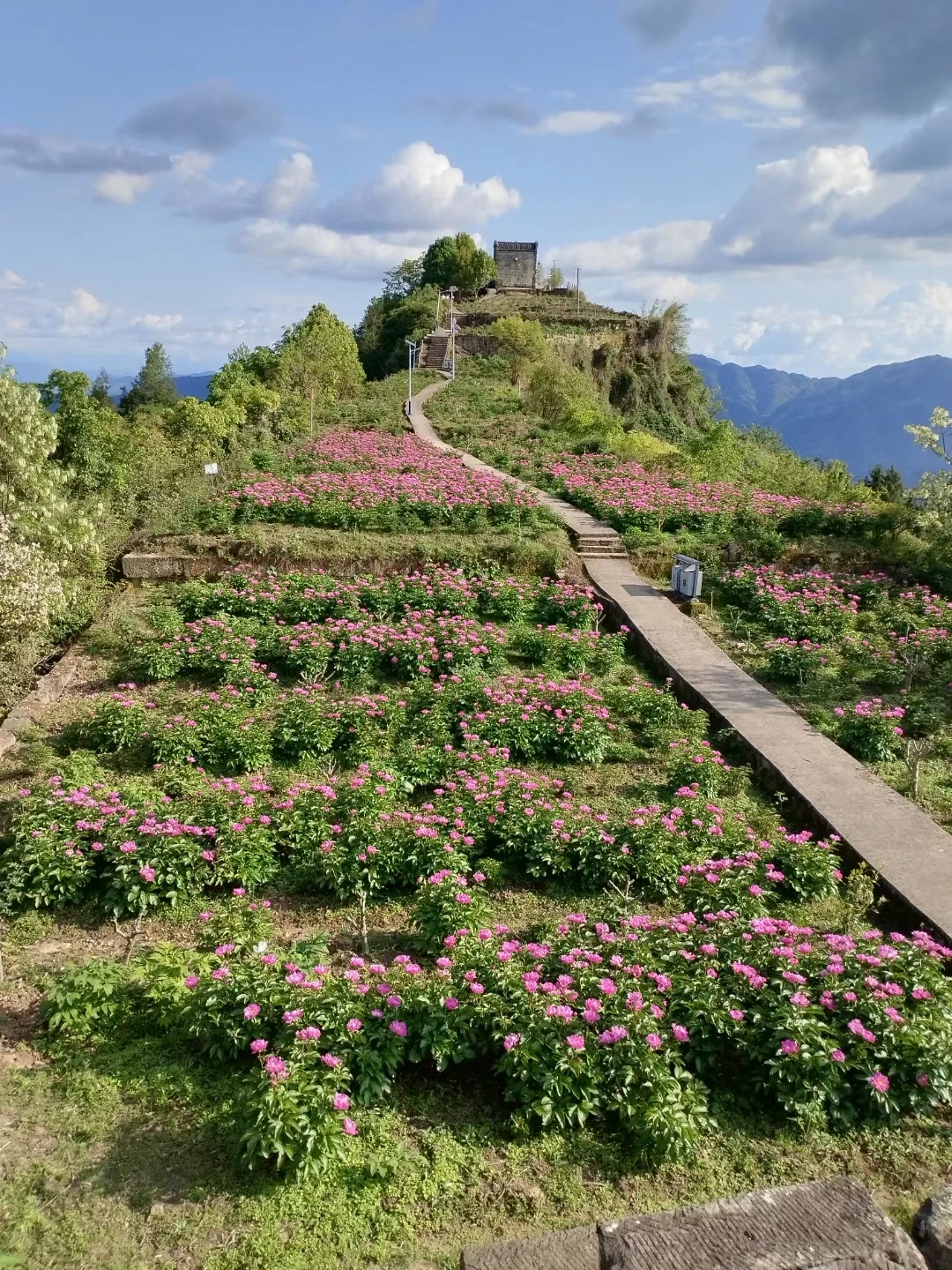 云阳南溪祖师观的芍药