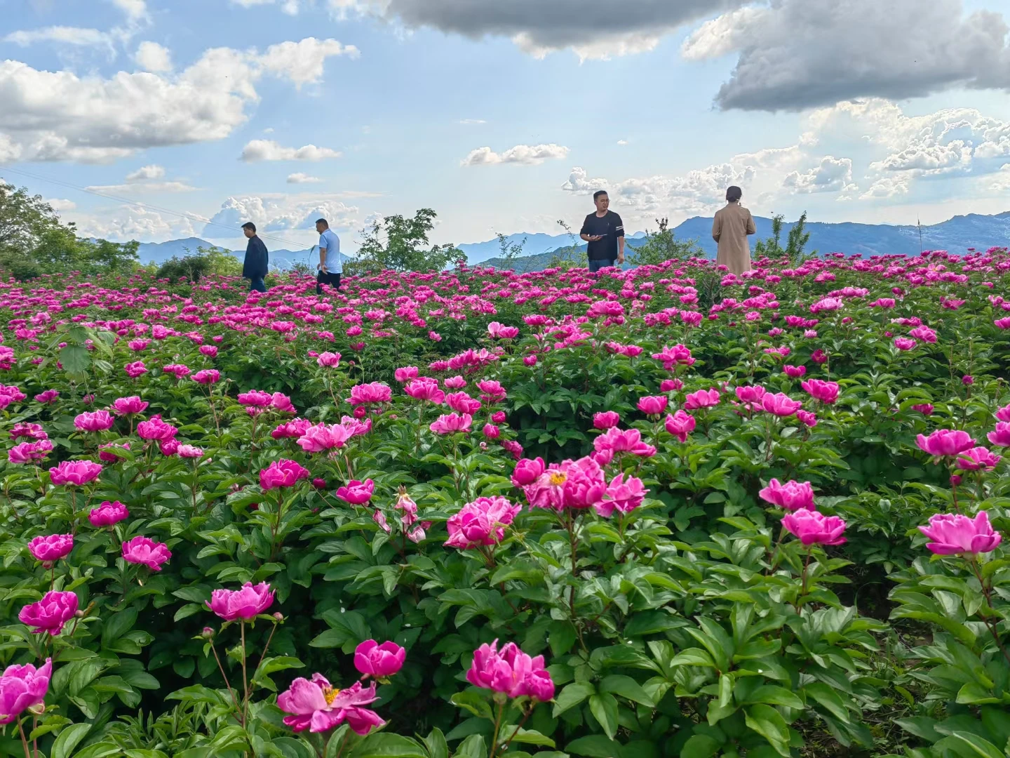 云阳南溪祖师观的芍药