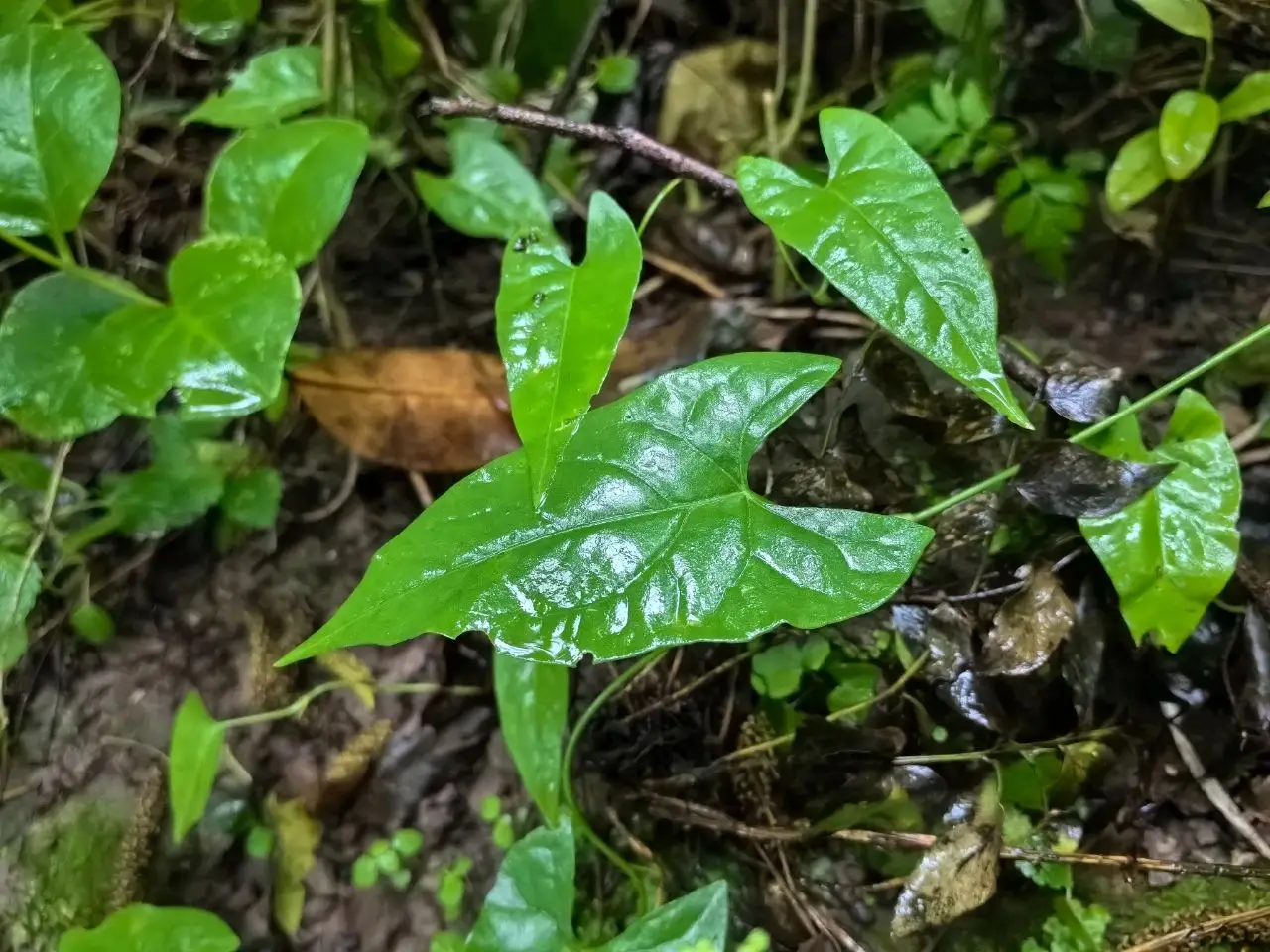 云阳听雨有感！家乡的雨，总能带给我一些东西~~