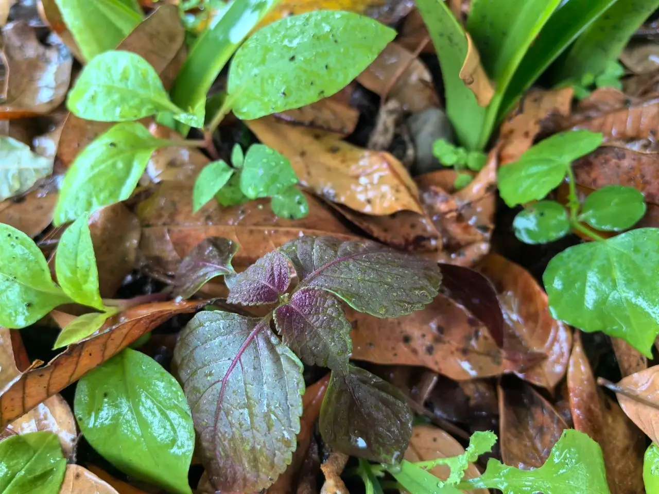 云阳听雨有感！家乡的雨，总能带给我一些东西~~