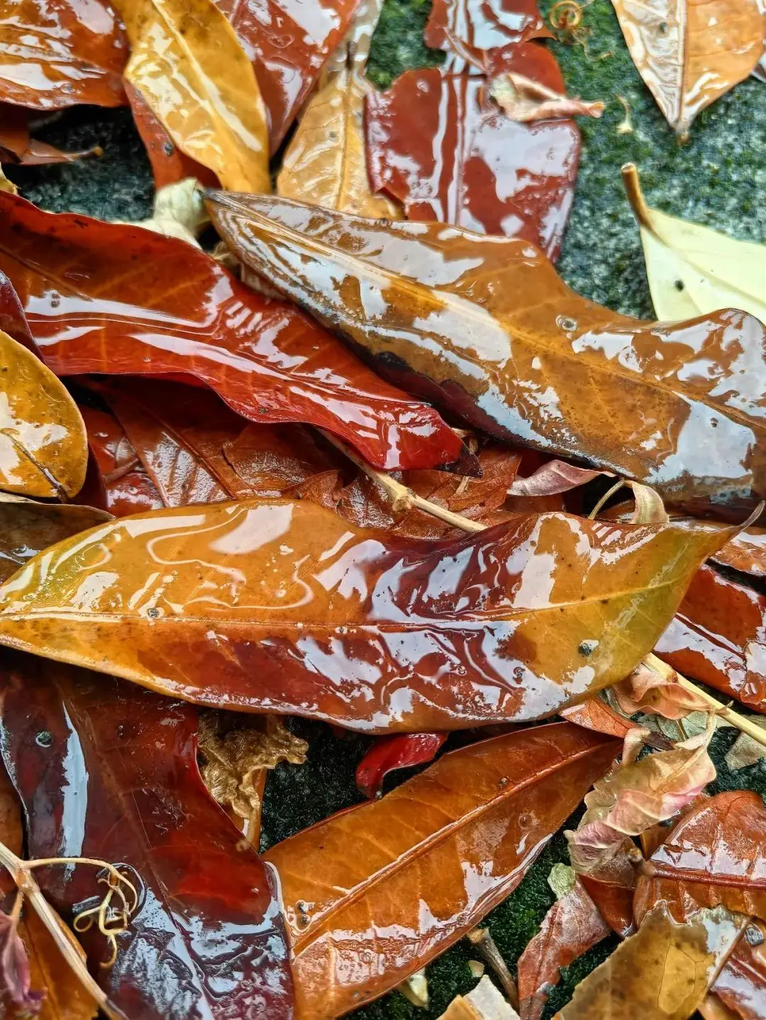 云阳终于下雨啦！真是一场秋雨一场凉！