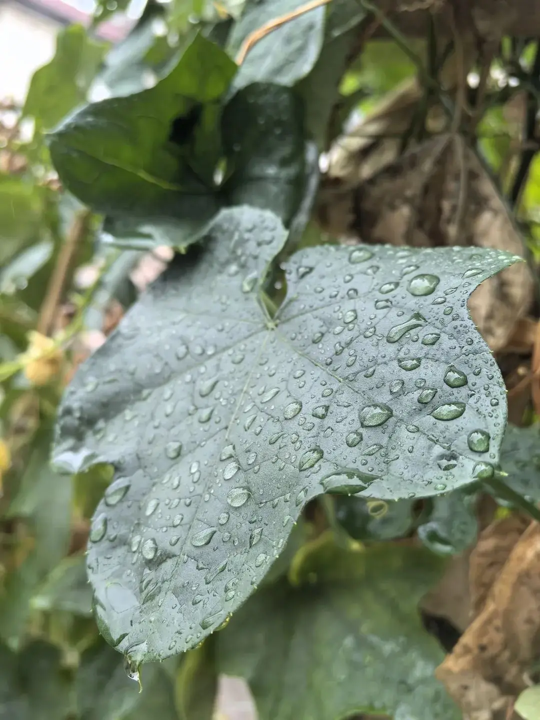 云阳终于下雨啦！真是一场秋雨一场凉！