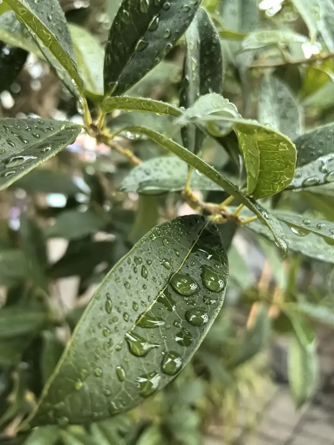 云阳终于下雨啦！真是一场秋雨一场凉！