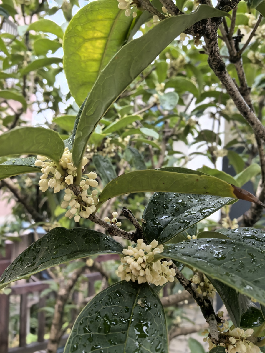 雨中的桂花分外香