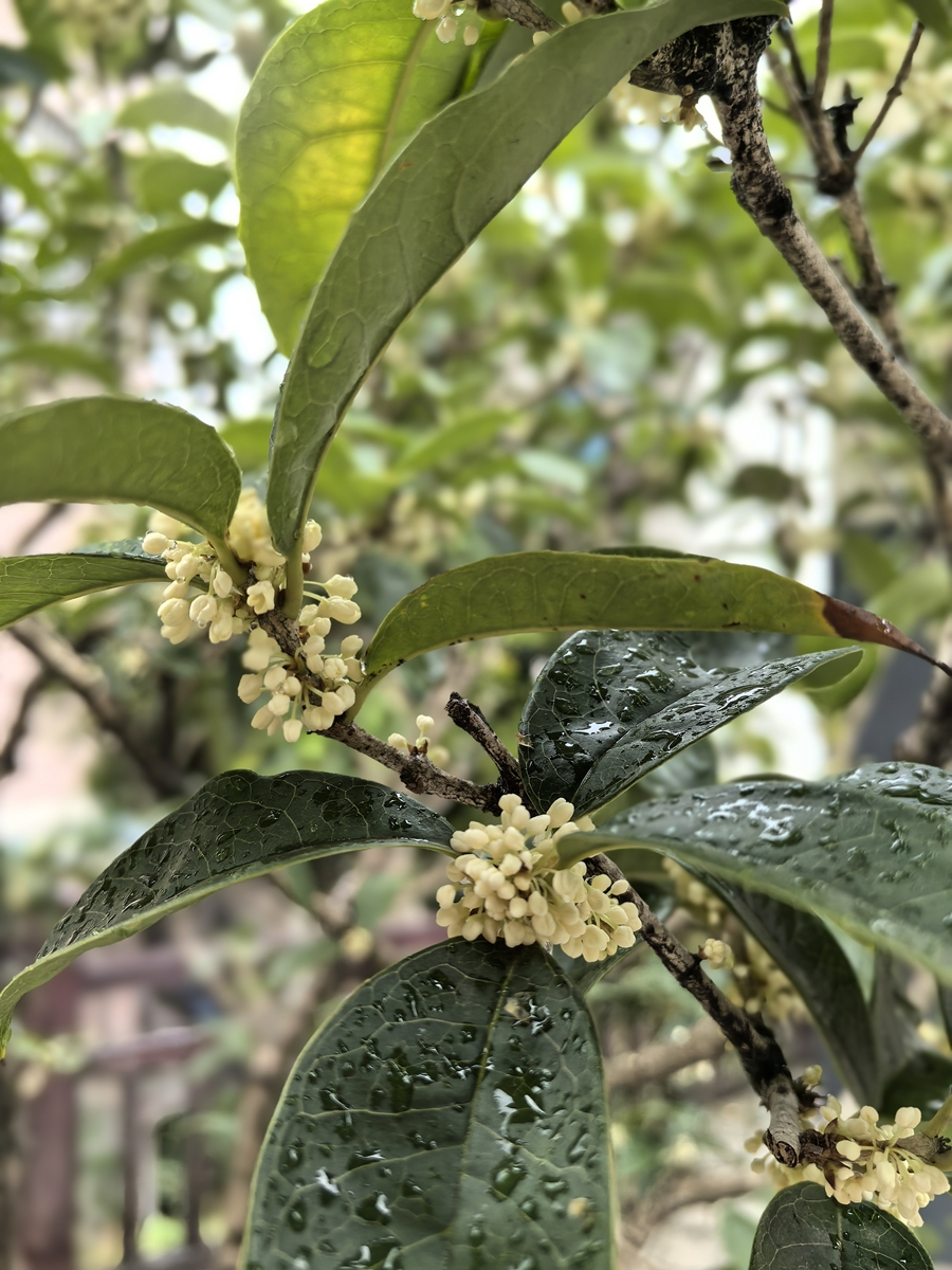 雨中的桂花分外香！2024年10月10日云阳