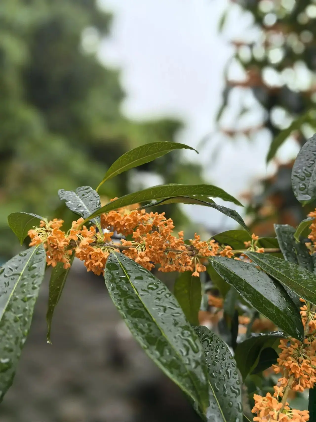 云阳又飘了一天毛毛雨~~我在雨中又有了一点新感悟~