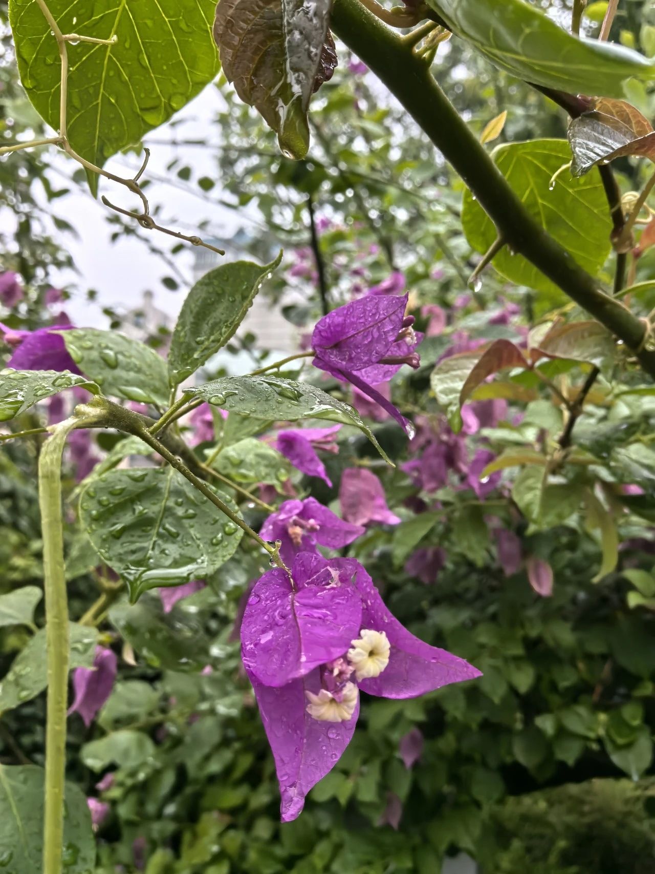 云阳又飘了一天毛毛雨~~我在雨中又有了一点新感悟~