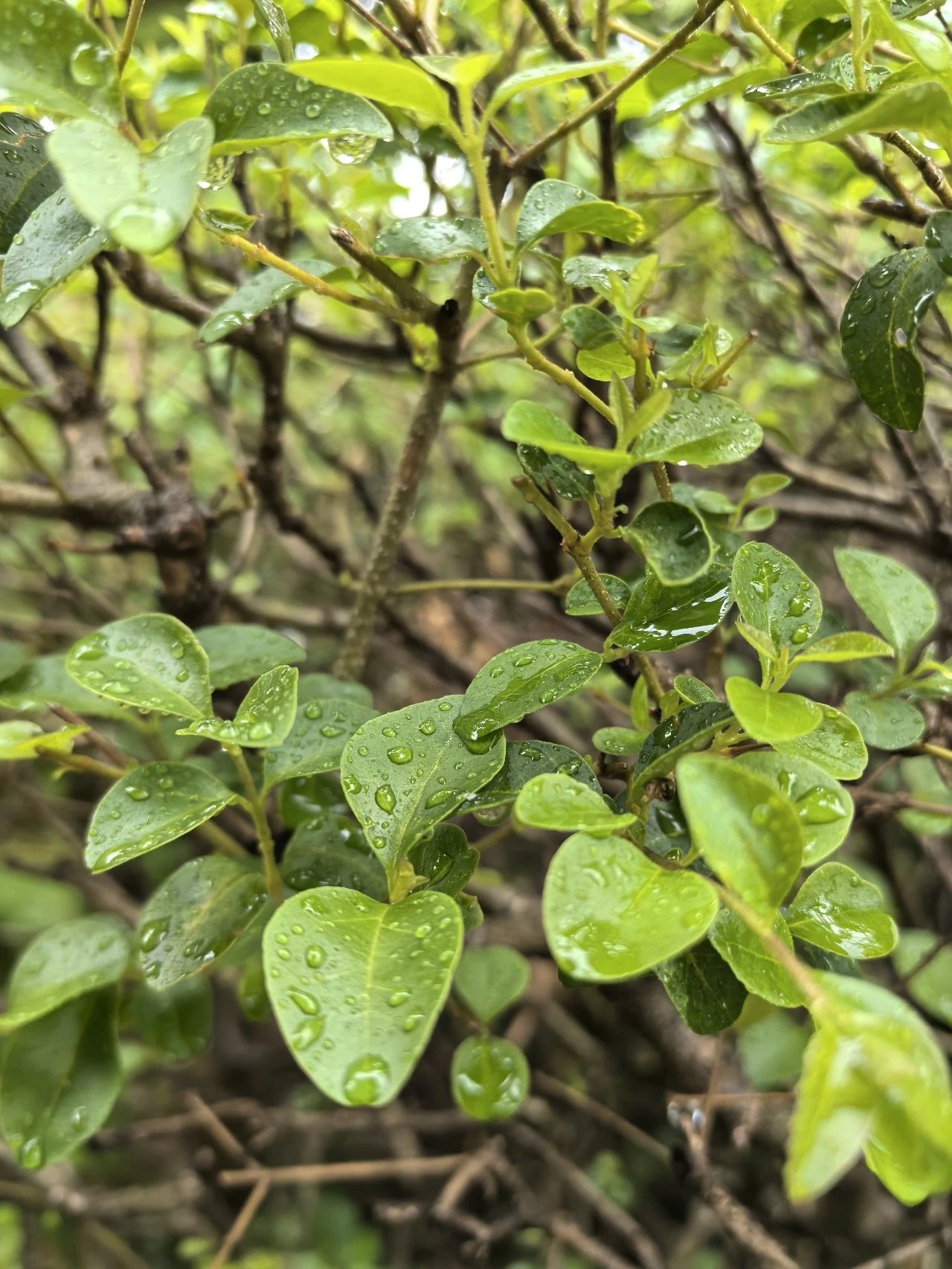 云阳又飘了一天毛毛雨~~我在雨中又有了一点新感悟~