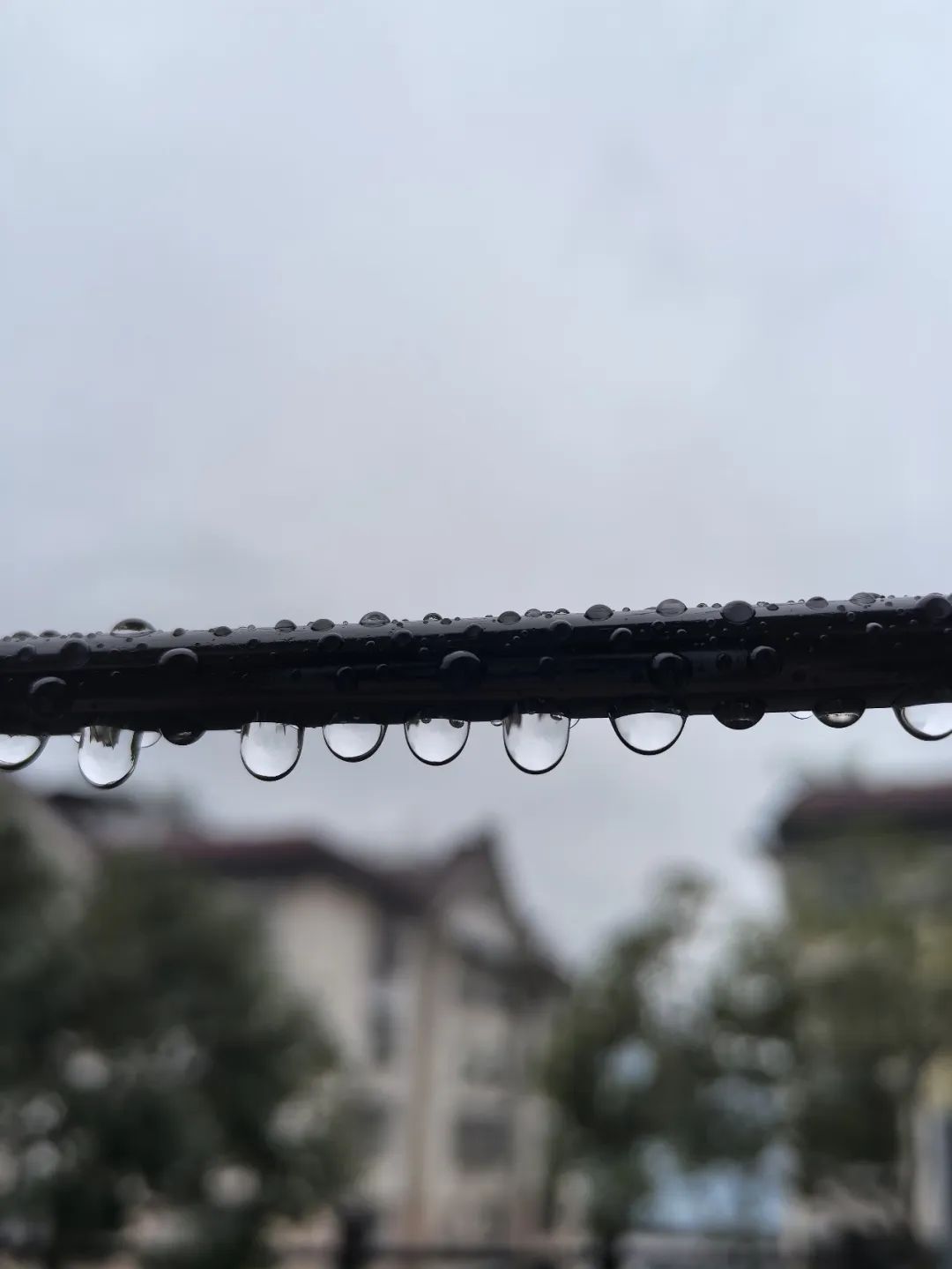 云阳.雨！秋雨如丝，桂花如梦！