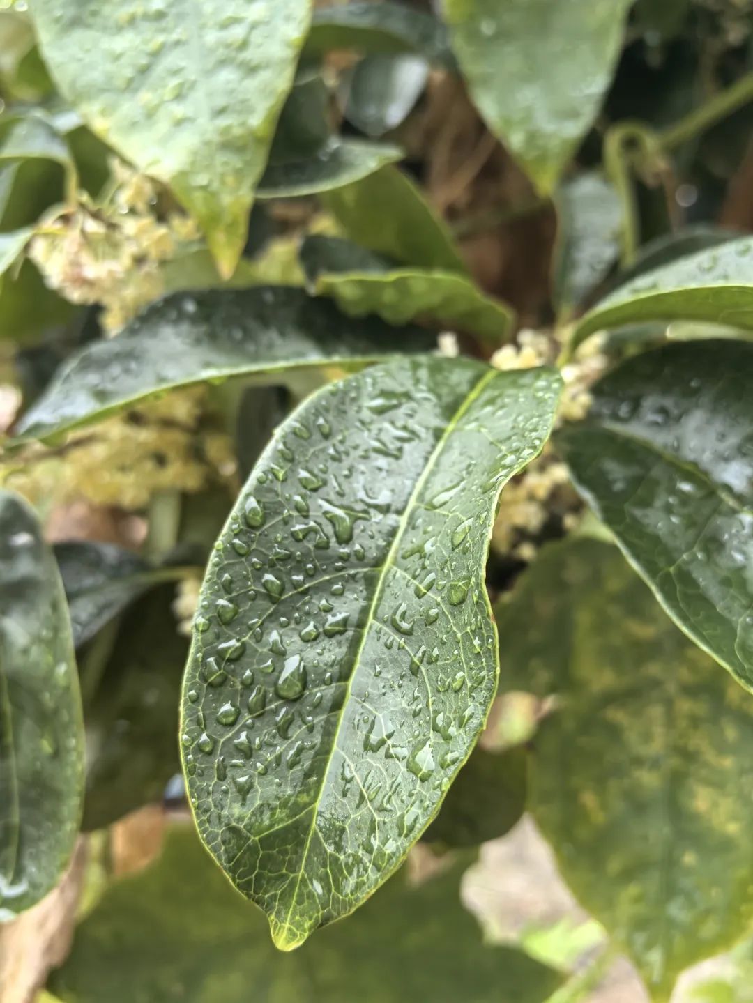 云阳.雨！秋雨如丝，桂花如梦！