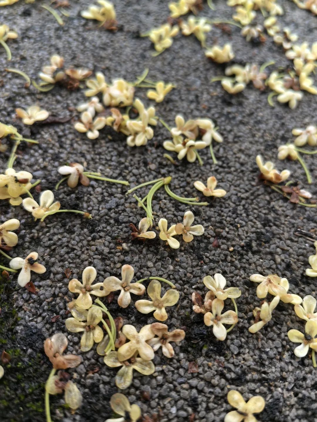 云阳.雨！秋雨如丝，桂花如梦！