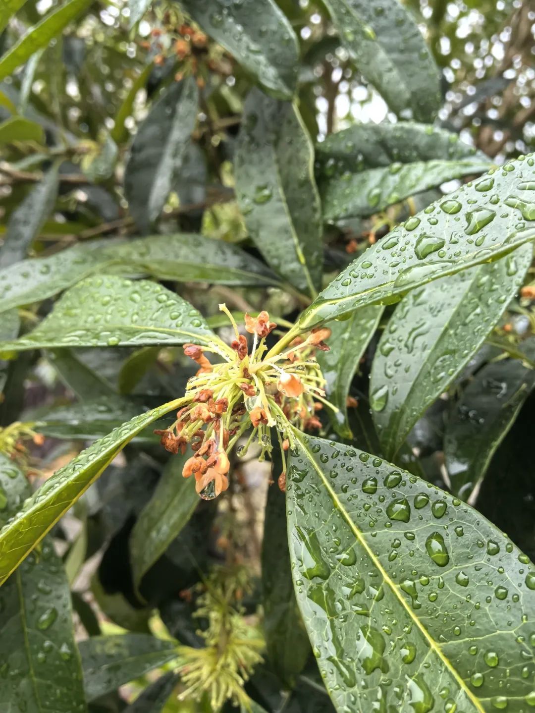 云阳.雨！秋雨如丝，桂花如梦！