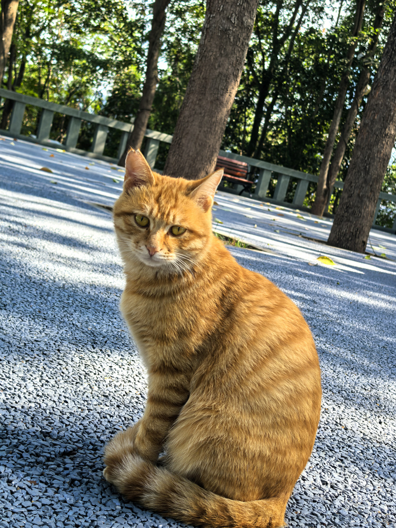 云阳龙脊岭，秋日下的橘猫