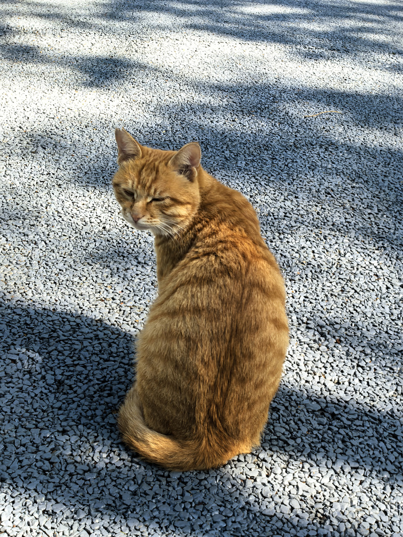 云阳龙脊岭，秋日下的橘猫