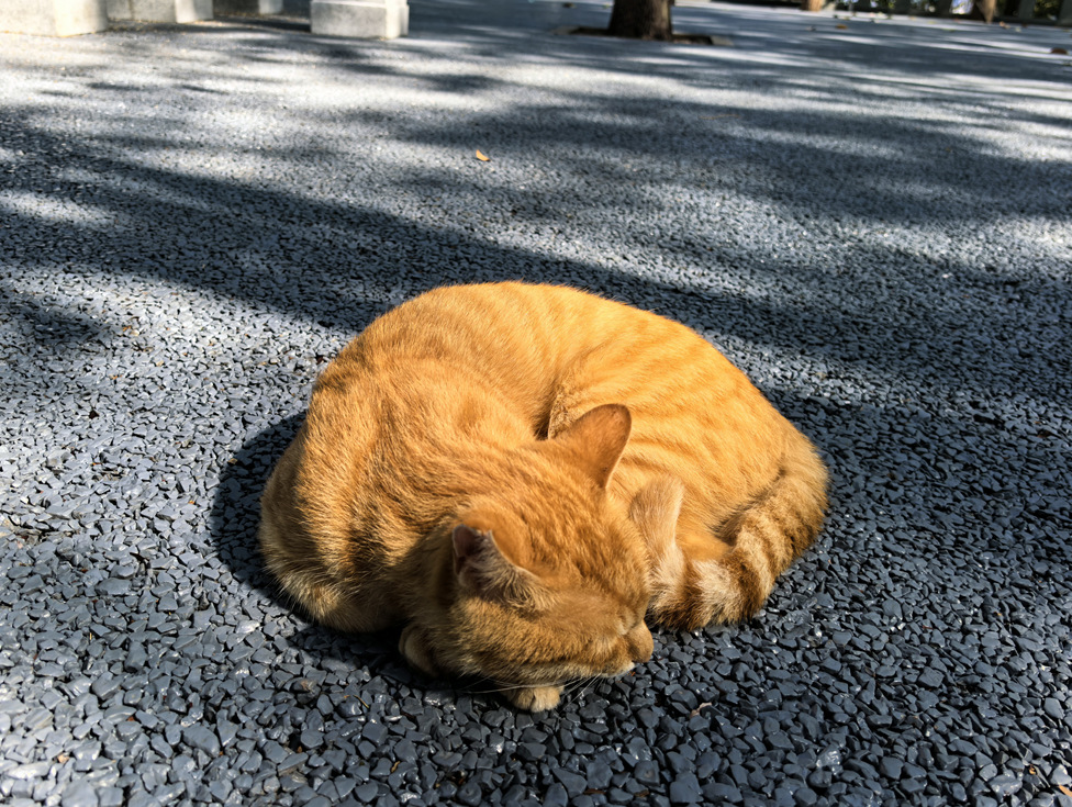 云阳龙脊岭，秋日下的橘猫