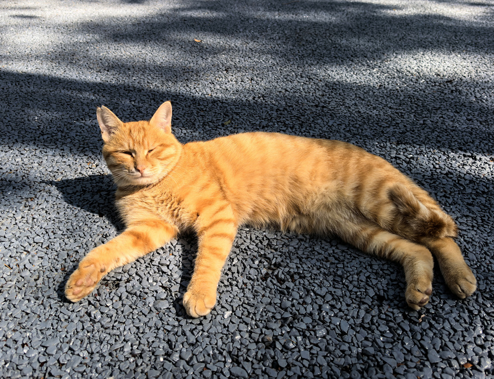 云阳龙脊岭，秋日下的橘猫