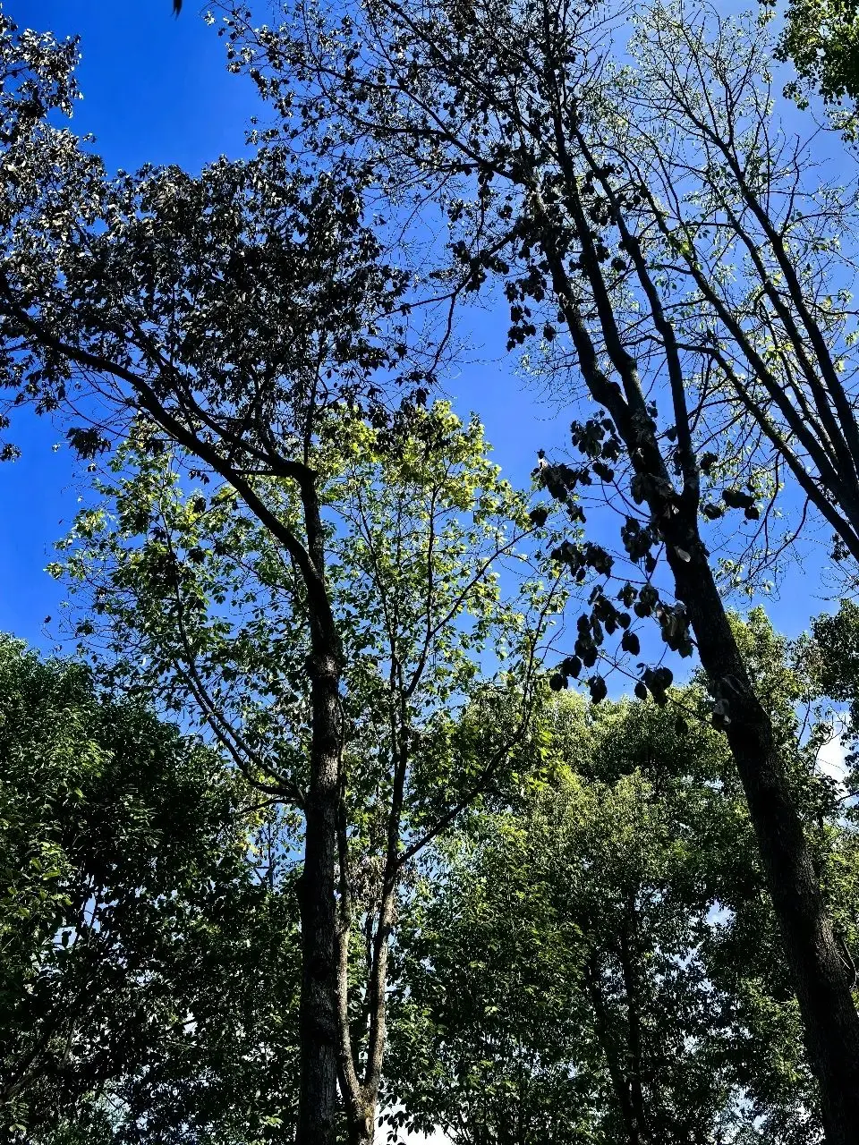 今天，我在云阳碰到了一只蜗牛，一点小感想！