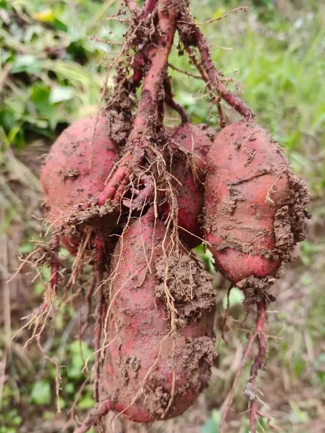 😁云阳人，回家挖红薯🍠了哟！还耐得活不？