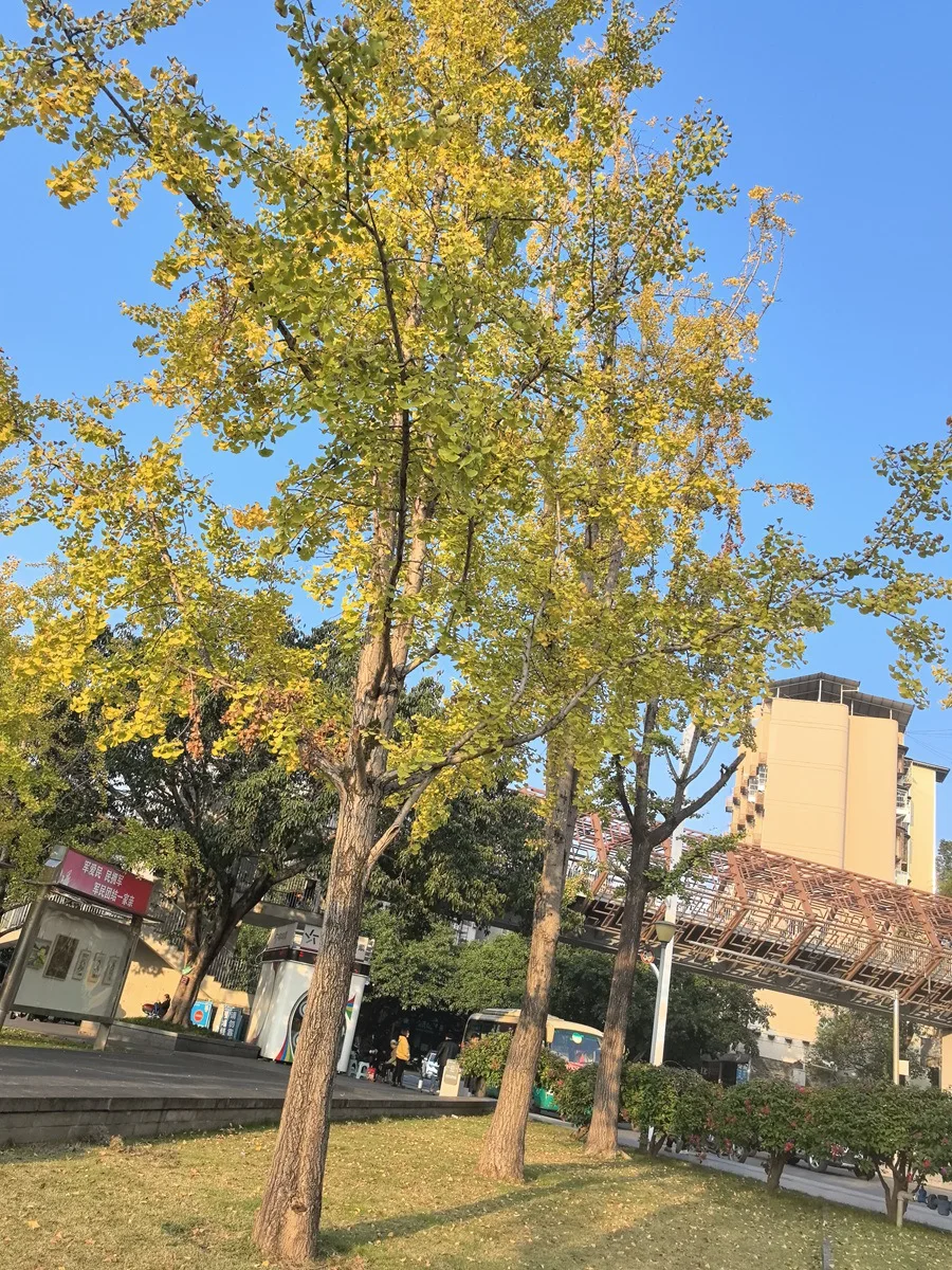云阳两江广场的银杏