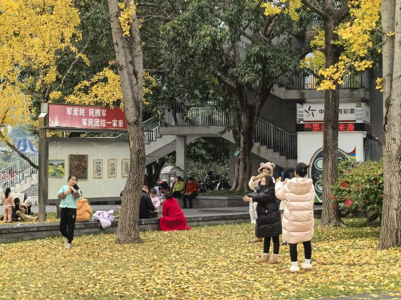 云阳的银杏黄了，美得惊艳！一起来邂逅这一抹初冬的浪漫~~