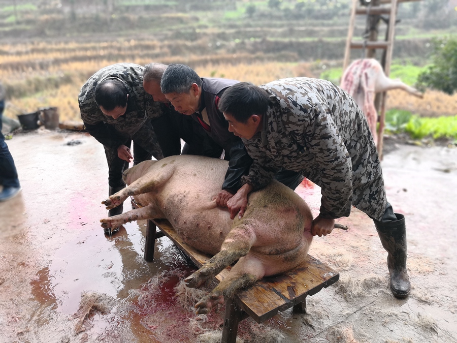 😁农村又到杀过年猪🐷的时候了！