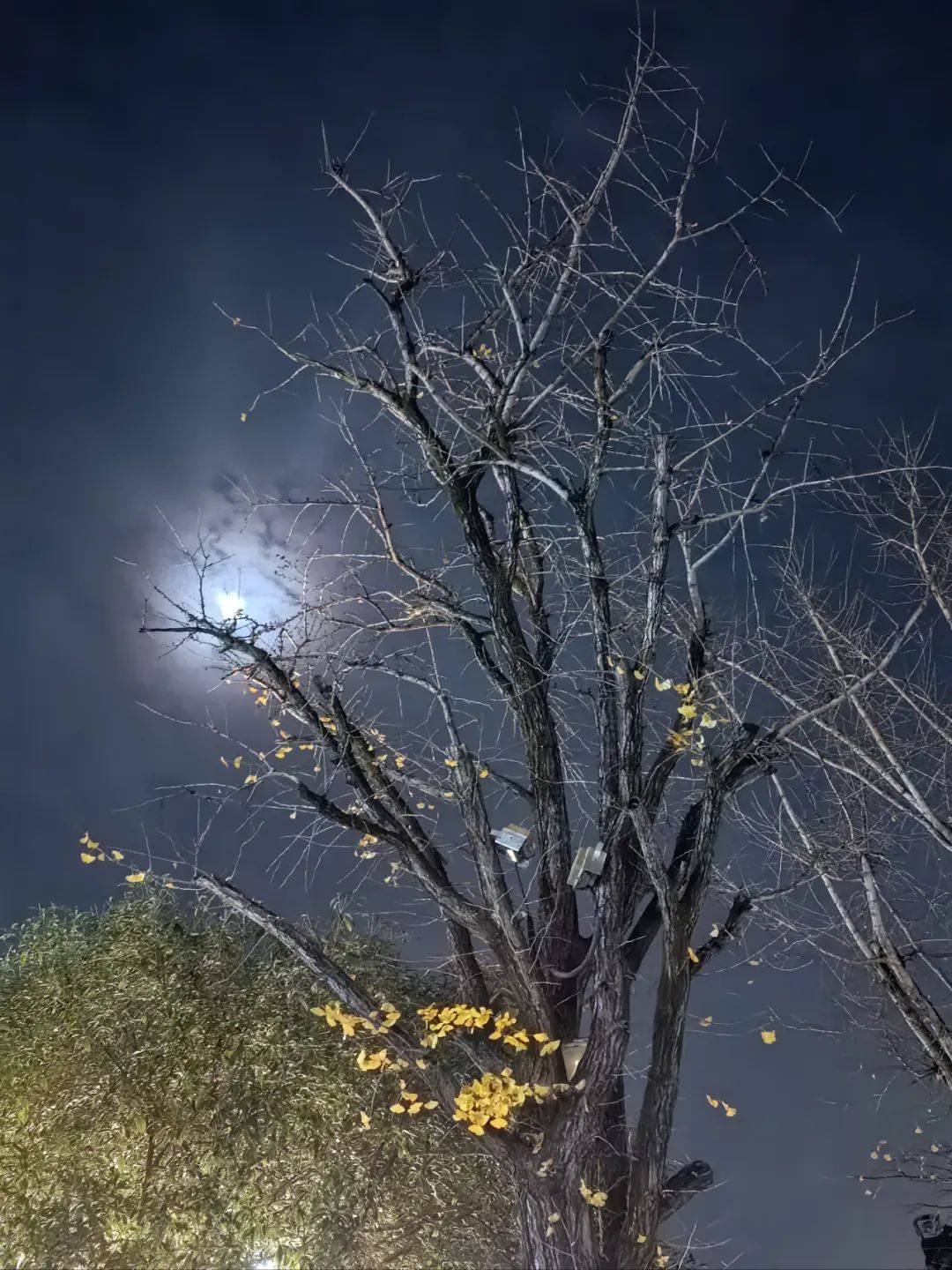 月是故乡明！云阳今晚的夜色很美