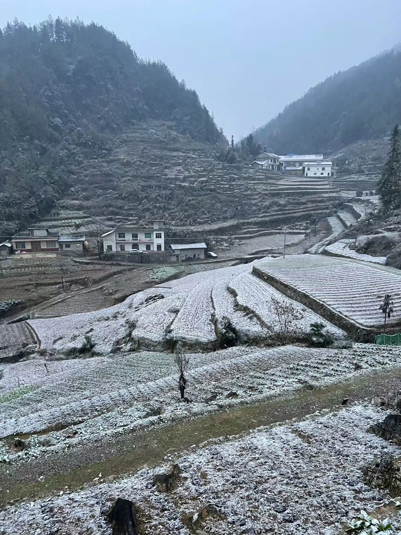 云阳高山下雪啦！上坝、大阳、清水等地都下雪啦！还有杀猪的很多~~