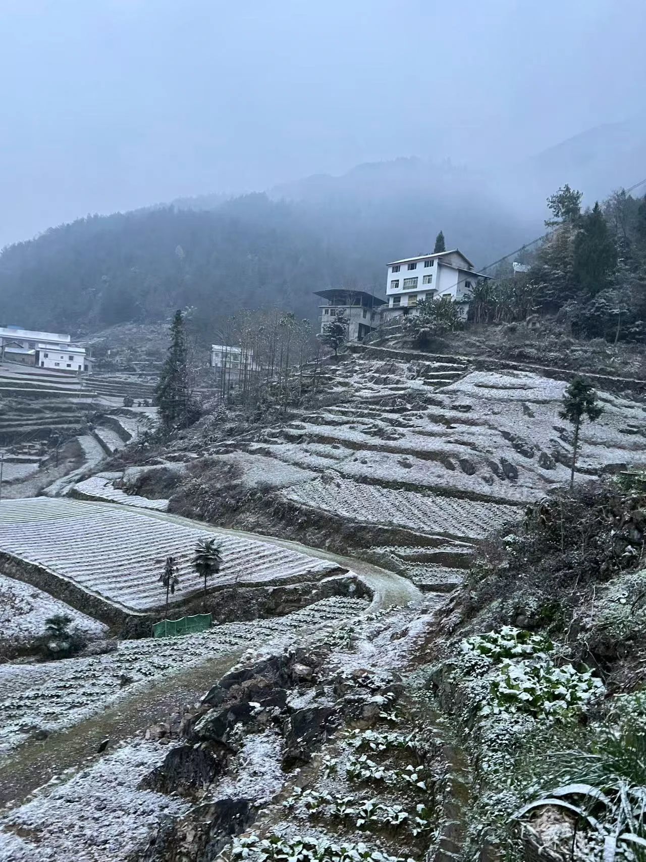 云阳高山下雪啦！上坝、大阳、清水等地都下雪啦！还有杀猪的很多~~