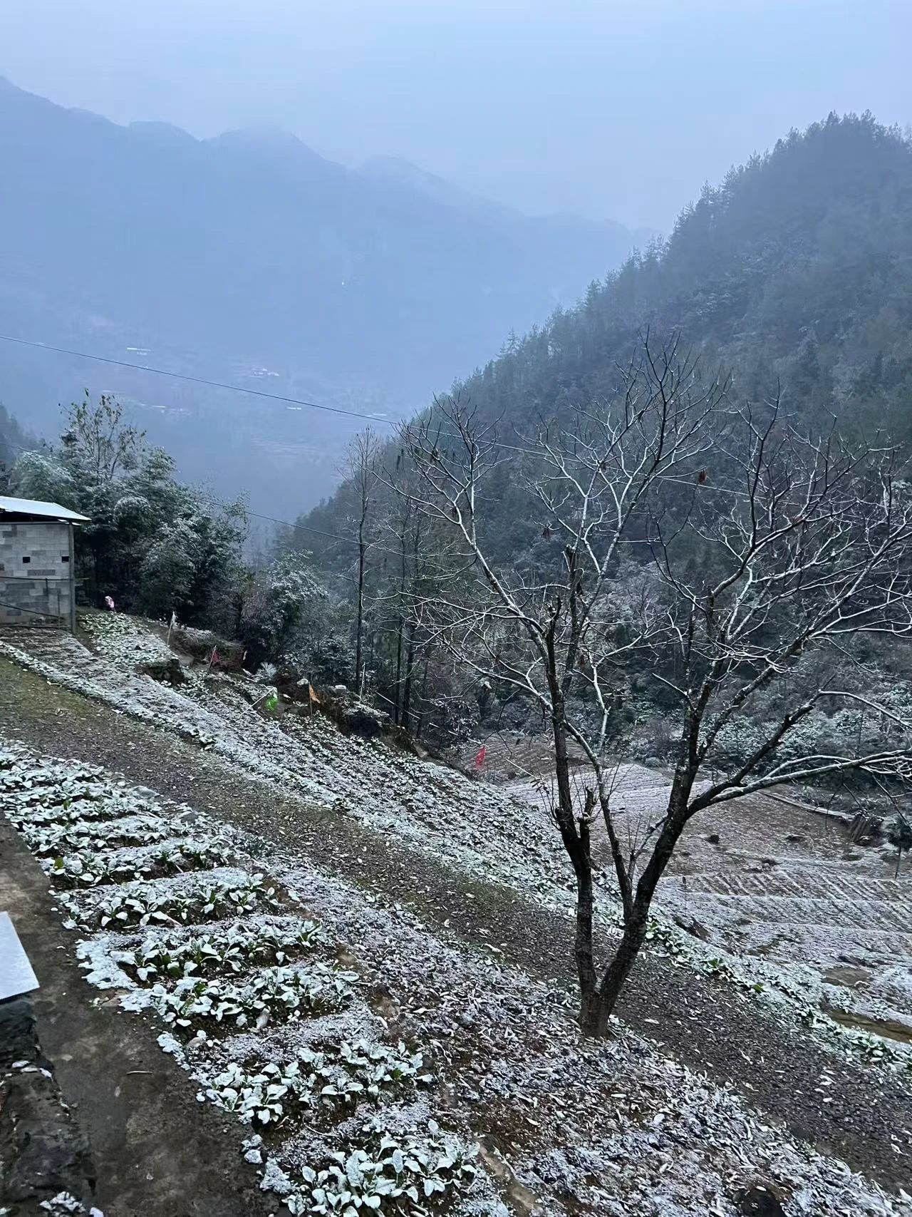 云阳高山下雪啦！上坝、大阳、清水等地都下雪啦！还有杀猪的很多~~