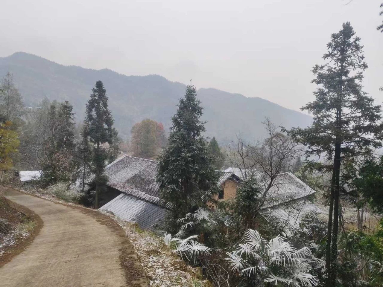 云阳高山下雪啦！上坝、大阳、清水等地都下雪啦！还有杀猪的很多~~