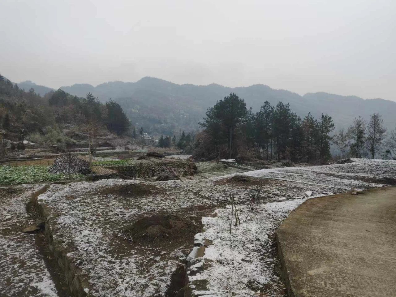 云阳高山下雪啦！上坝、大阳、清水等地都下雪啦！还有杀猪的很多~~