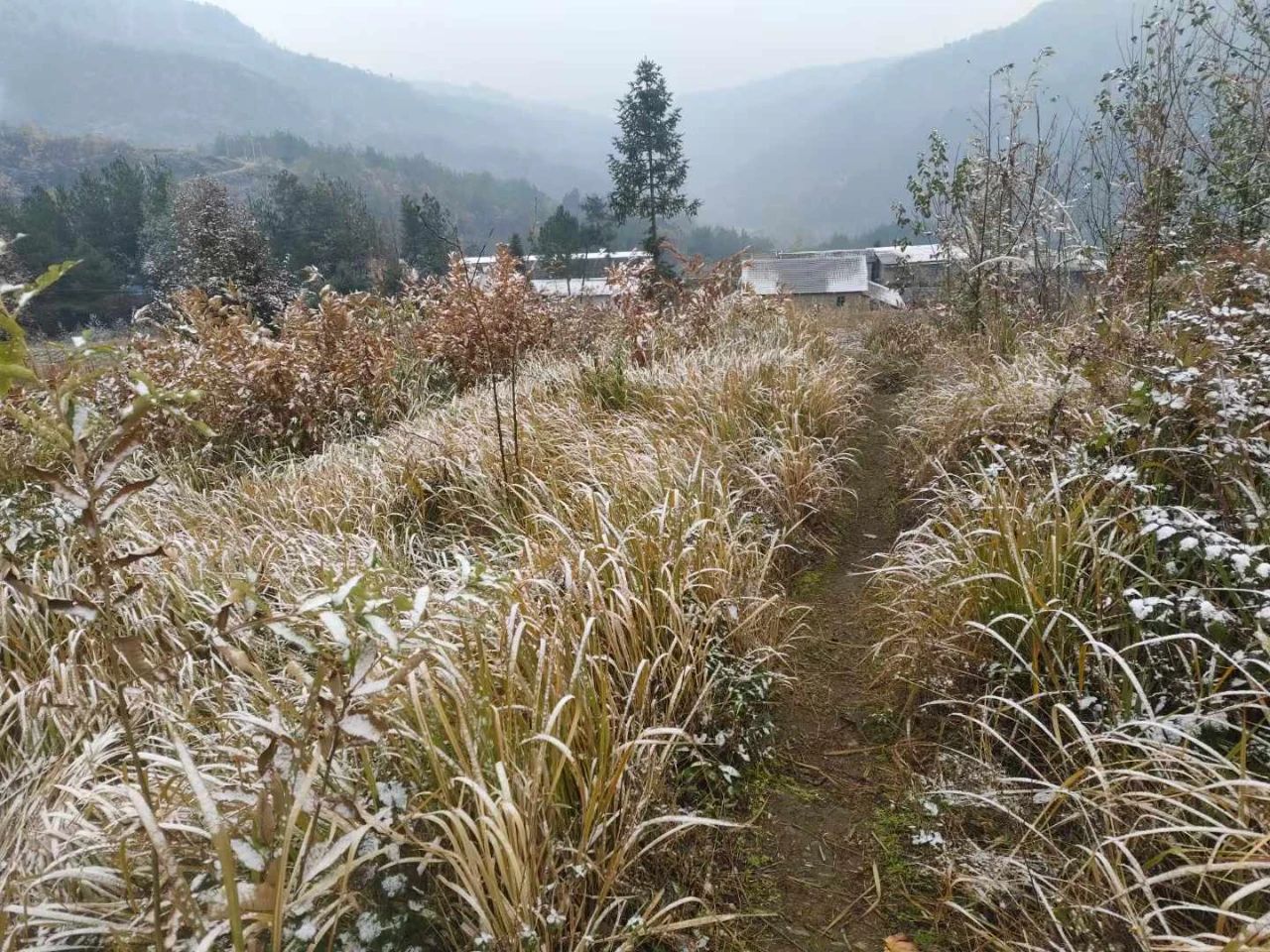 云阳高山下雪啦！上坝、大阳、清水等地都下雪啦！还有杀猪的很多~~