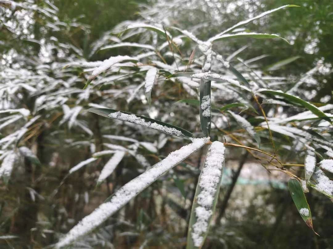 云阳高山下雪啦！上坝、大阳、清水等地都下雪啦！还有杀猪的很多~~