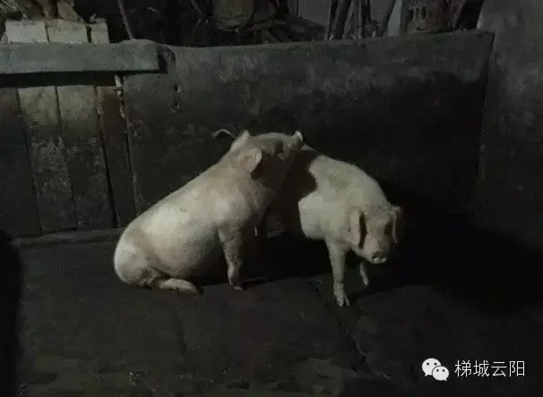 云阳崽儿给婆娘的一封信！还是正儿八经的云阳话！