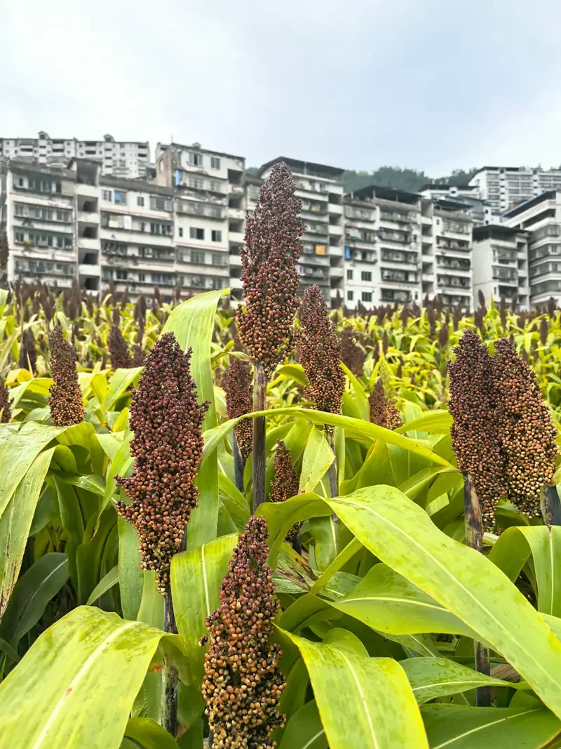 南溪的高粱熟了！